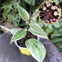 Hoya Macrophylla Variegata