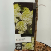Hydrangea paniculata Phantom