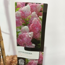 Hydrangea paniculata Vanille fraise