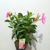 Mandevilla Sundaville pink