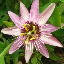 Passiflora Victoria