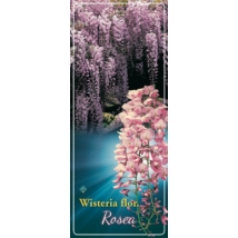 Wisteria sinensis Rosea