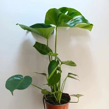 Monstera deliciosa