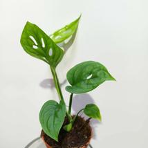 Monstera Esqueleto
