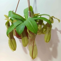 Nepenthes Loes