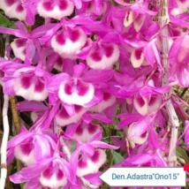 Dendrobium Adastra Ono 15
