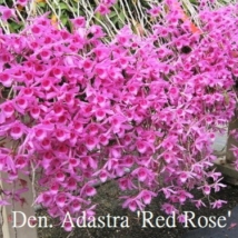 Dendrobium Adastra Red Rose