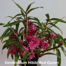 Dendrobium Hibiki Red Queen