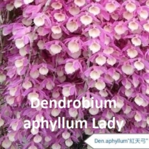 Dendrobium aphyllum Lady