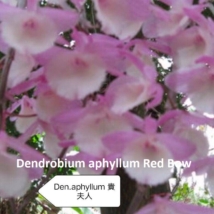 Dendrobium aphyllum Red Bow