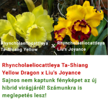 Rhyncholaeliocattleya Ta-Shiang Yellow Dragon x Liu's Joyance