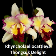 Rhyncholaeliocattleya Thongsuk Delight