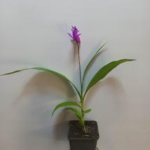Bletilla striata Shir-Ran