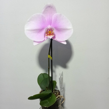 Phalaenopsis singolo Mino