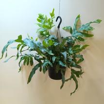 Phlebodium aureum Blue Star