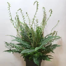 Polystichum munitum