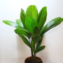 Licuala grandis