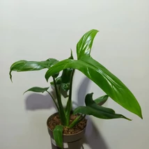 Philodendron Barrosoanum