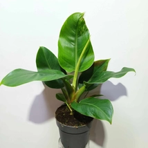 Philodendron imperial Green