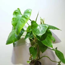 Philodendron Giganteum