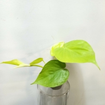 Philodendron hederaceum Lemon Lime