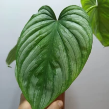 Philodendron Mamei