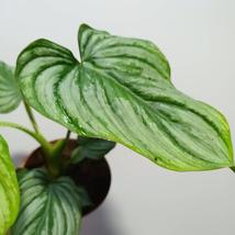 Philodendron Mamei