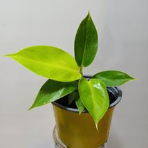Philodendron Moonlight