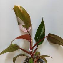 Philodendron pink princess
