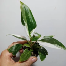 Philodendron White Princess