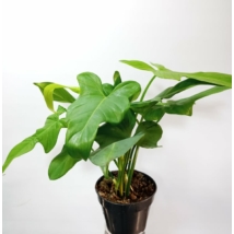 Philodendron Yellow Violin