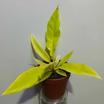 Philodendron Gergaji Golden Saw