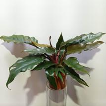 Philodendron narrow Jungle boogie