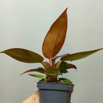 Philodendron Red Sun