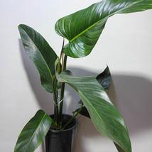 Philodendron domesticum St. Tropez