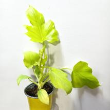 Philodendron Warscewiczii Aurea Flavum