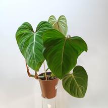 Philodendron Gloriosum