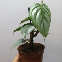 Philodendron Sodiroi