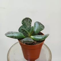 Adromischus cooperi