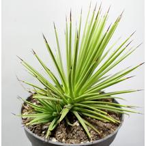 Agave stricta Nana