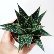 Aloe Tiki Tahi