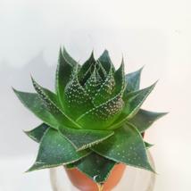 Aloe aristata Cosmo