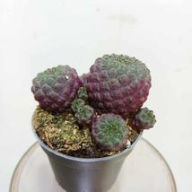 Sulcorebutia rauschii