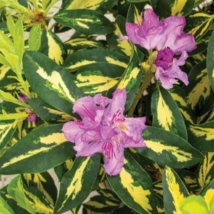 Rhododendron Blattgold