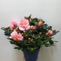 Rhododendron (Simsii Grp) Hortinno Christine Matton