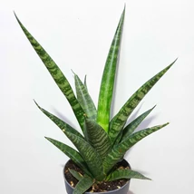 Sansevieria Brasilia Crown