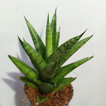 Sansevieria trifasciata Pineapple