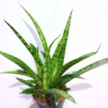 Sansevieria Silver steel