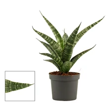 Sansevieria Tiger Crown