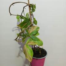 Syngonium RED SPOT / PINK SPLASH